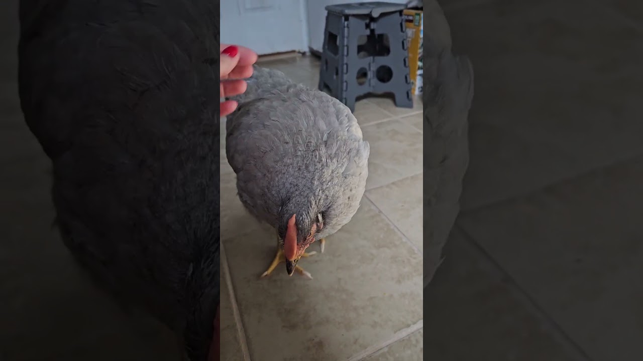 Letting Opal down onto the floor to see what she does