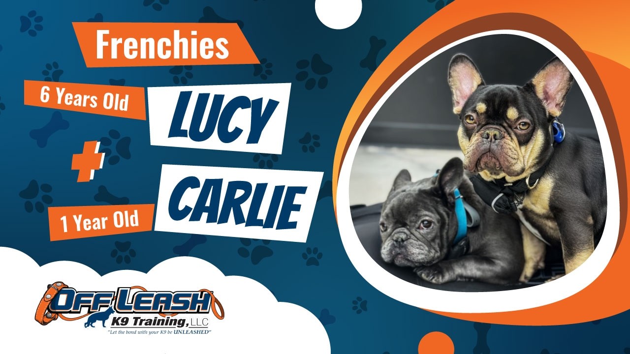 Lucy & Charlie | 6Yo. & 1Yo. Frenchies  | Best Dog Trainers in Northern Virginia |  OLK9 Training