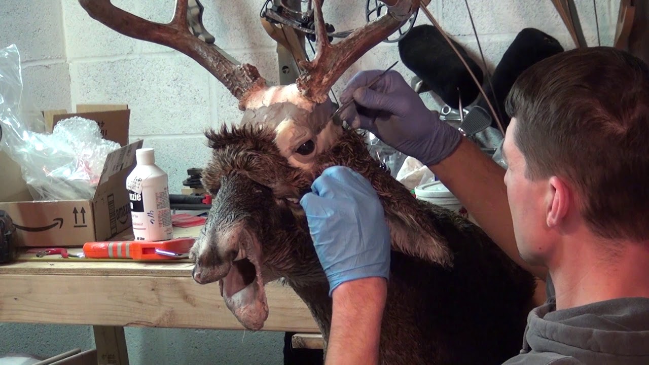 Mounting a Deer Hide   Fitting the Hide on the Form