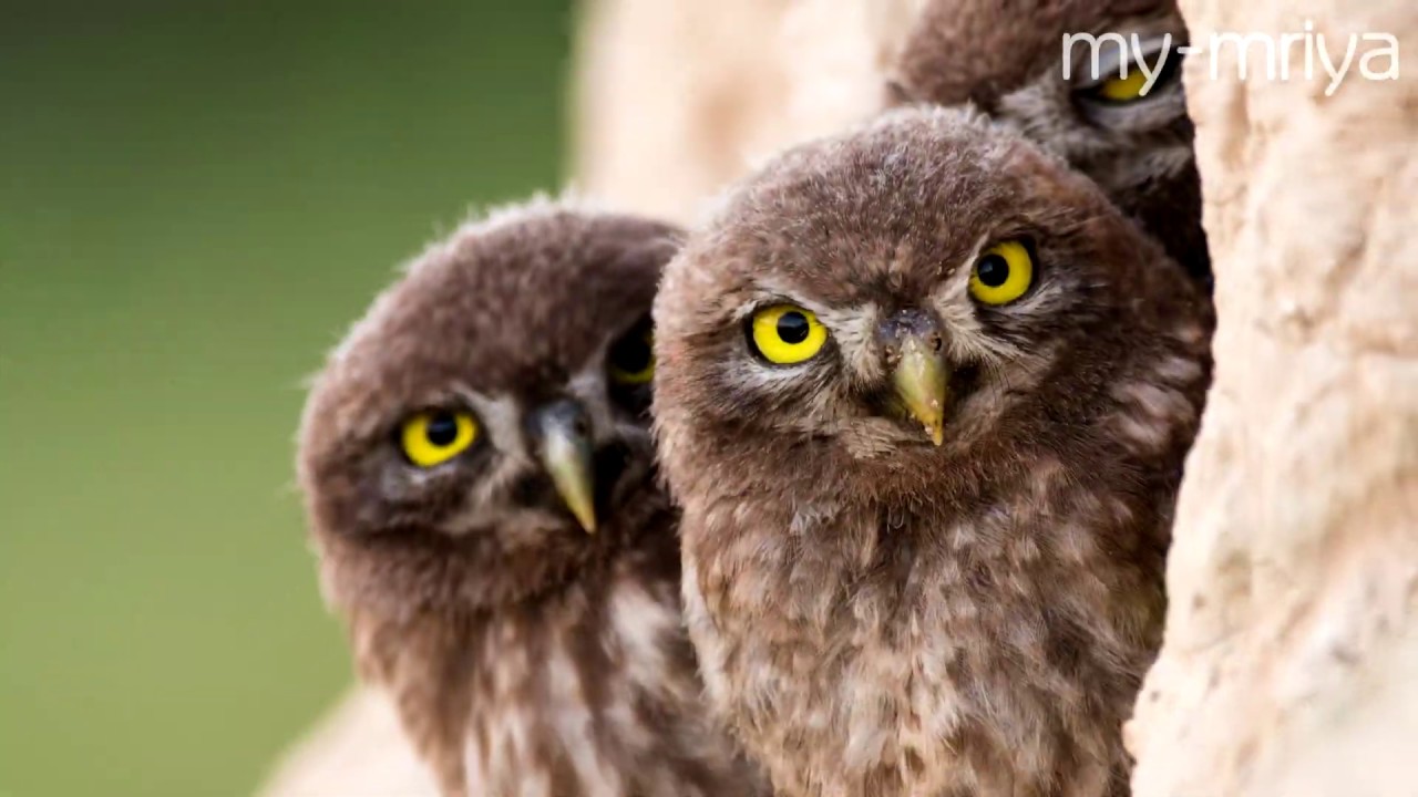 Где живут домовые сычи в дикой природе. Субтитры! Little owls in the Wild.