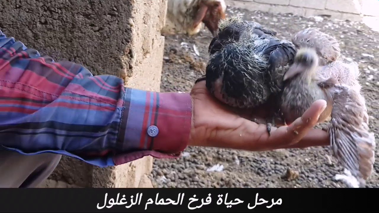 #حياة زغلول الحمام {فرخ الحمام}بمراحل مختلفة من البيضة و حتى الكبر لمربي الحمام حسام سعد الطائي
