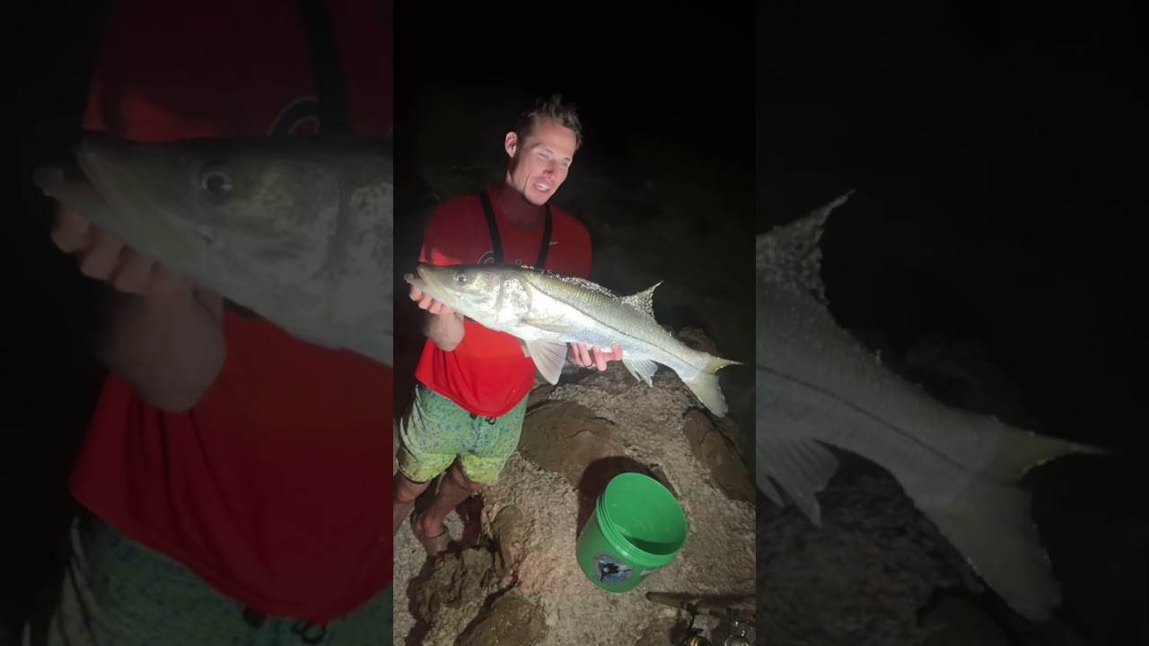 Slaying SLOB Over Slot Snook | What a battle this one put up!  #florida #fish #fun #fishfry #shorts