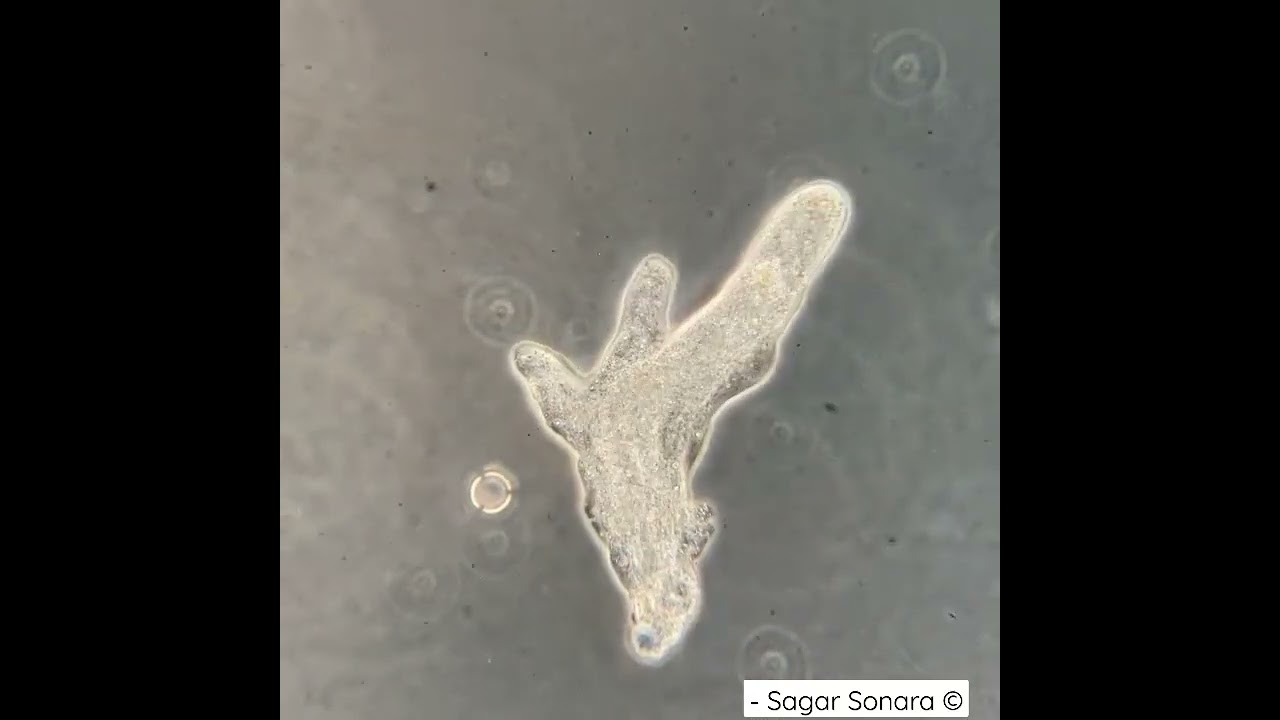 Here is an Amoeba moving in Timelapse under the #microscope. #microbe #pondlife #science #protozoa