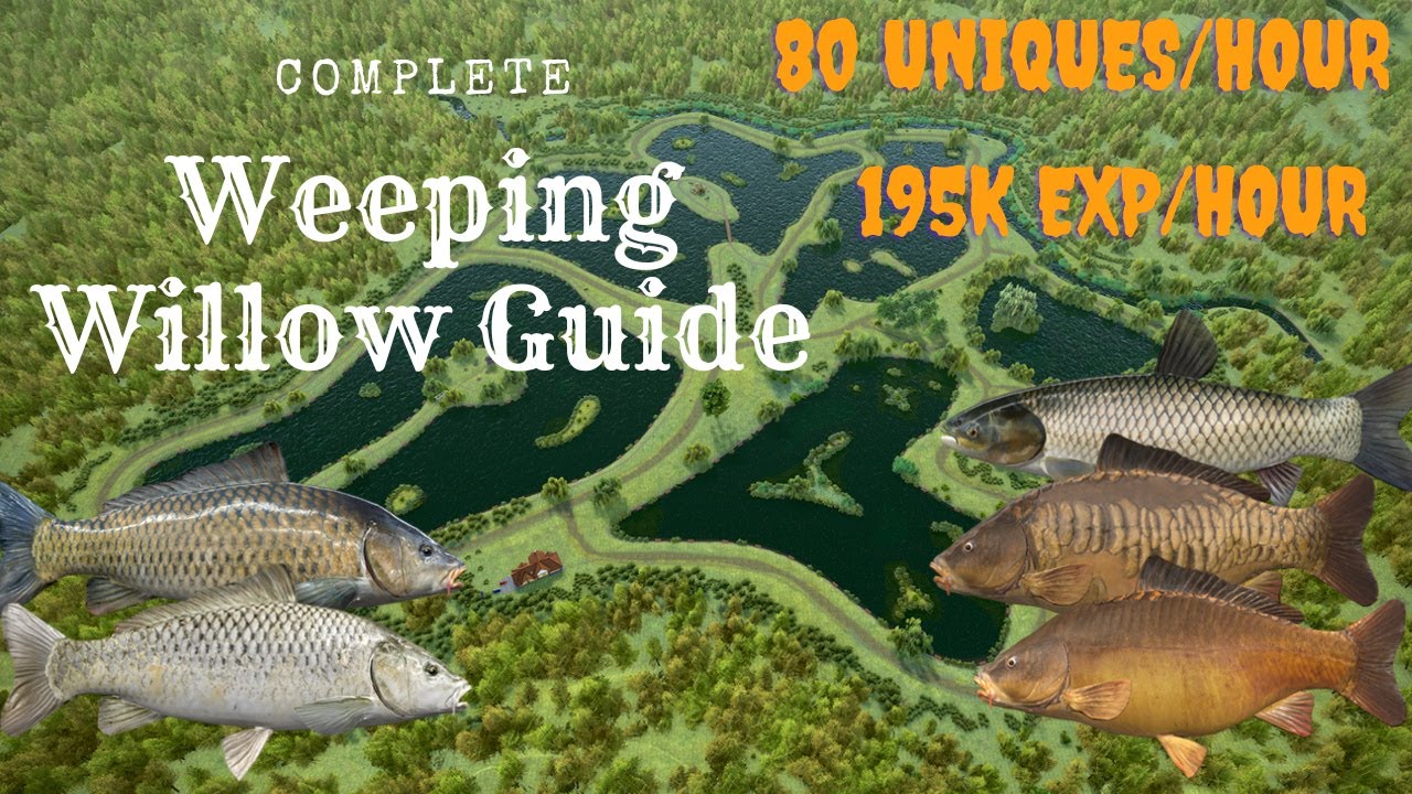 How to catch up to 80 Unique Carp/hour in Weeping Willow | Fishing Planet