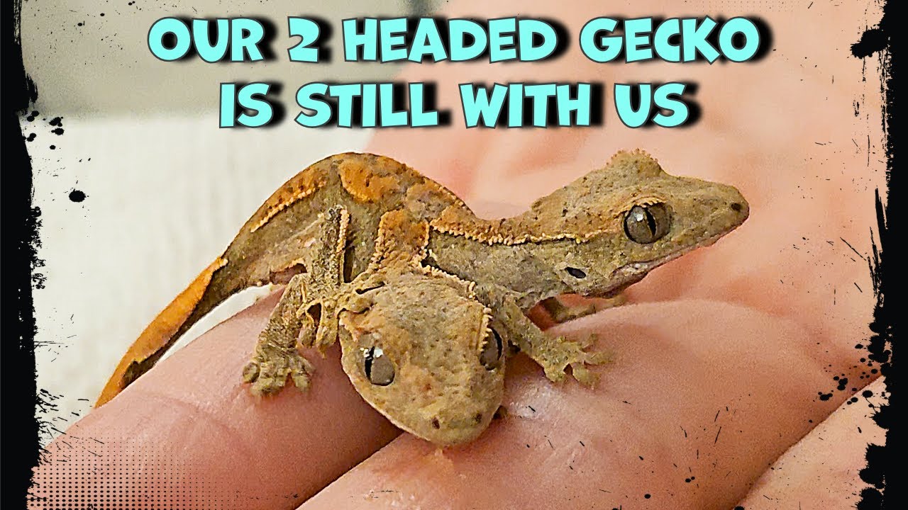 How Are They Doing So Far?