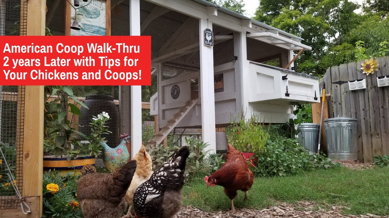 American Coop Walk-Thru 2 Years Later with Tips for Chickens & Coops!