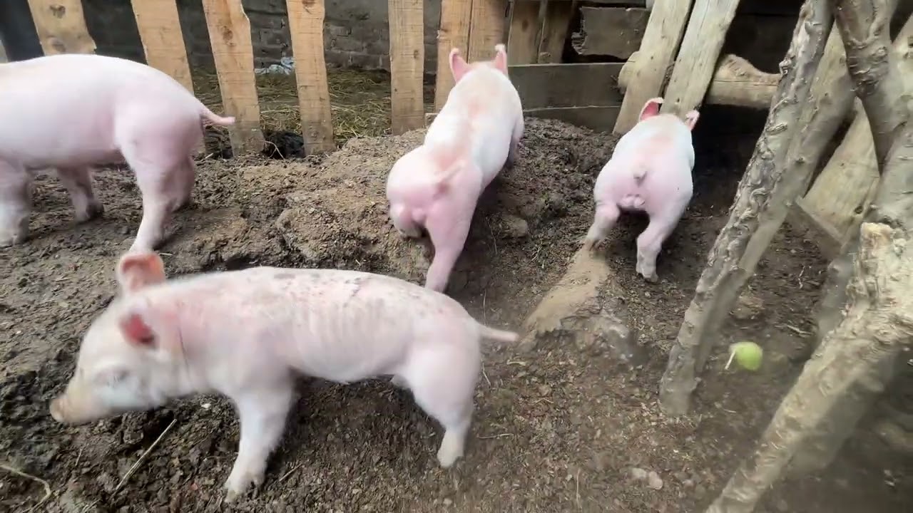 NACIERON!! Este cruce te sorprenderá LANDRACE X PIETRAE 