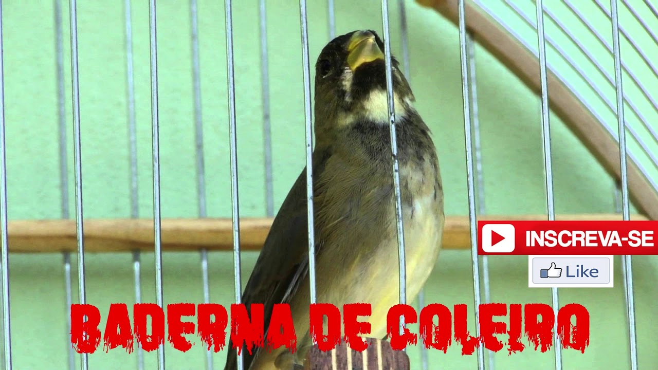 Baderna de Coleiro