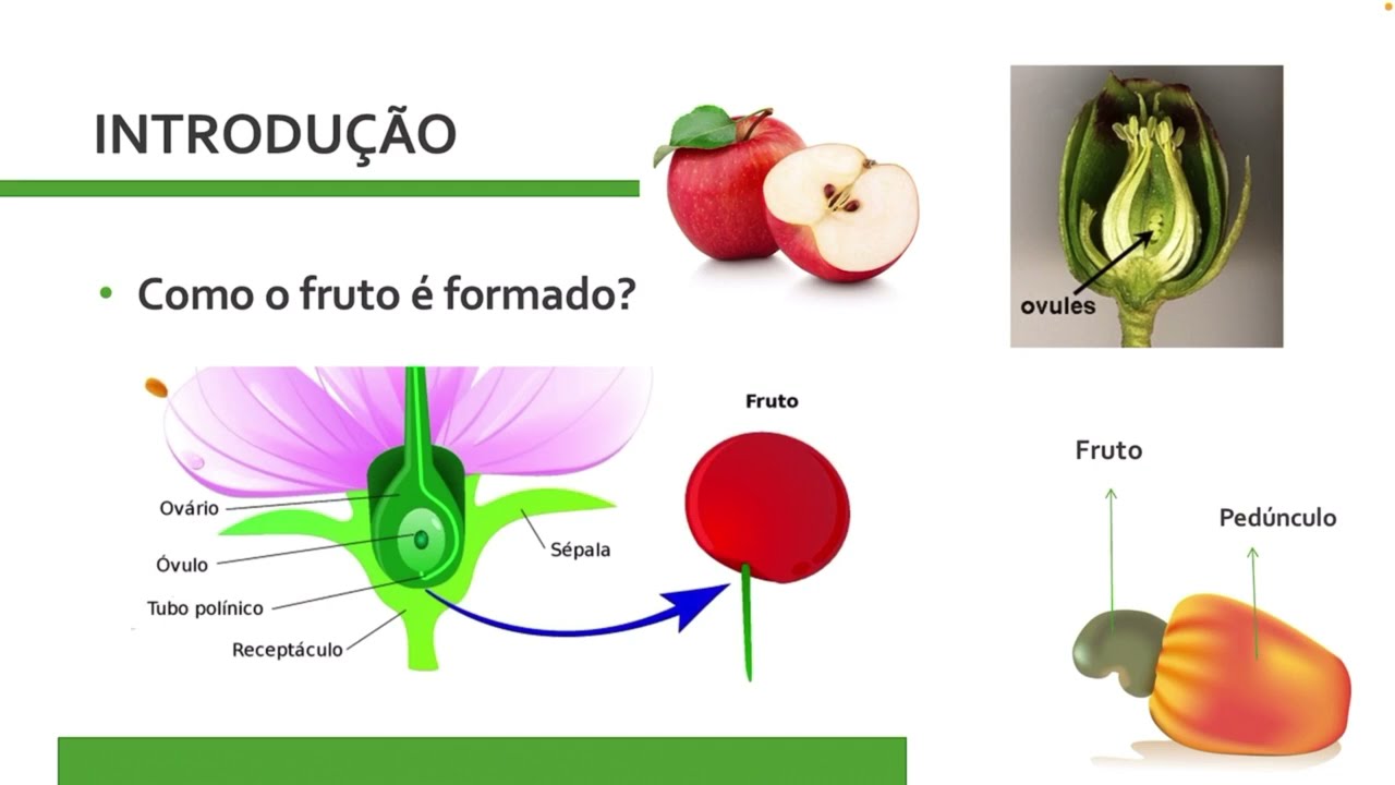 FISIOLOGIA VEGETAL: Formação do fruto / Crescimento das flores / Polinização