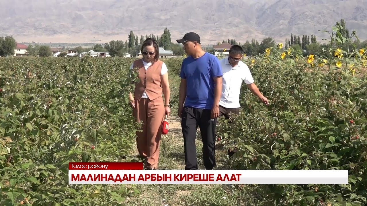 МАЛИНАДАН АРБЫН КИРЕШЕ АЛАТ