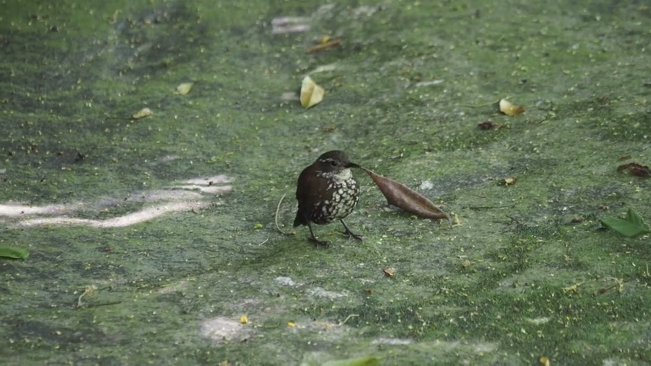 Sharp-tailed Streamcreeper (2026/01/11)