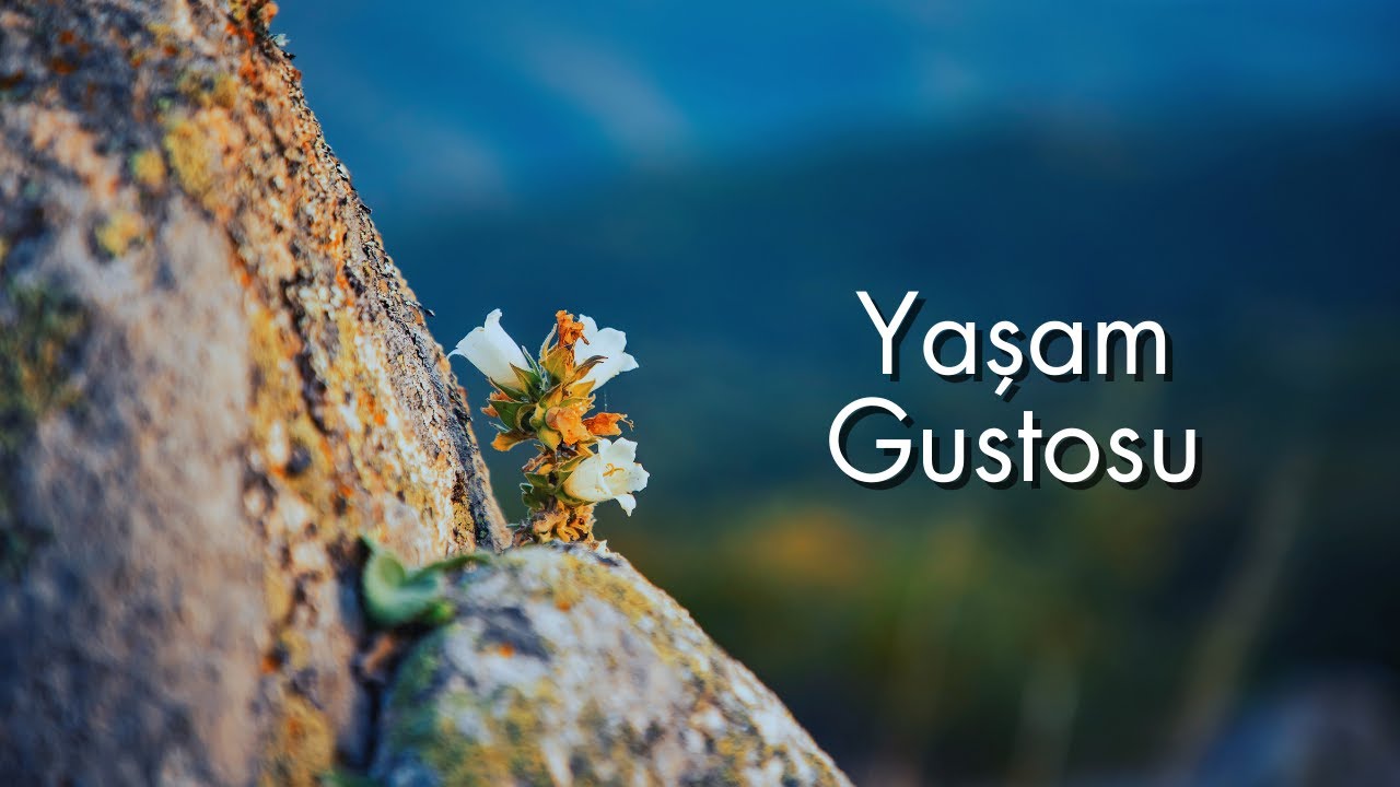 Yaşamın Üç Temel Sorusu (Yaşam Gustosu)