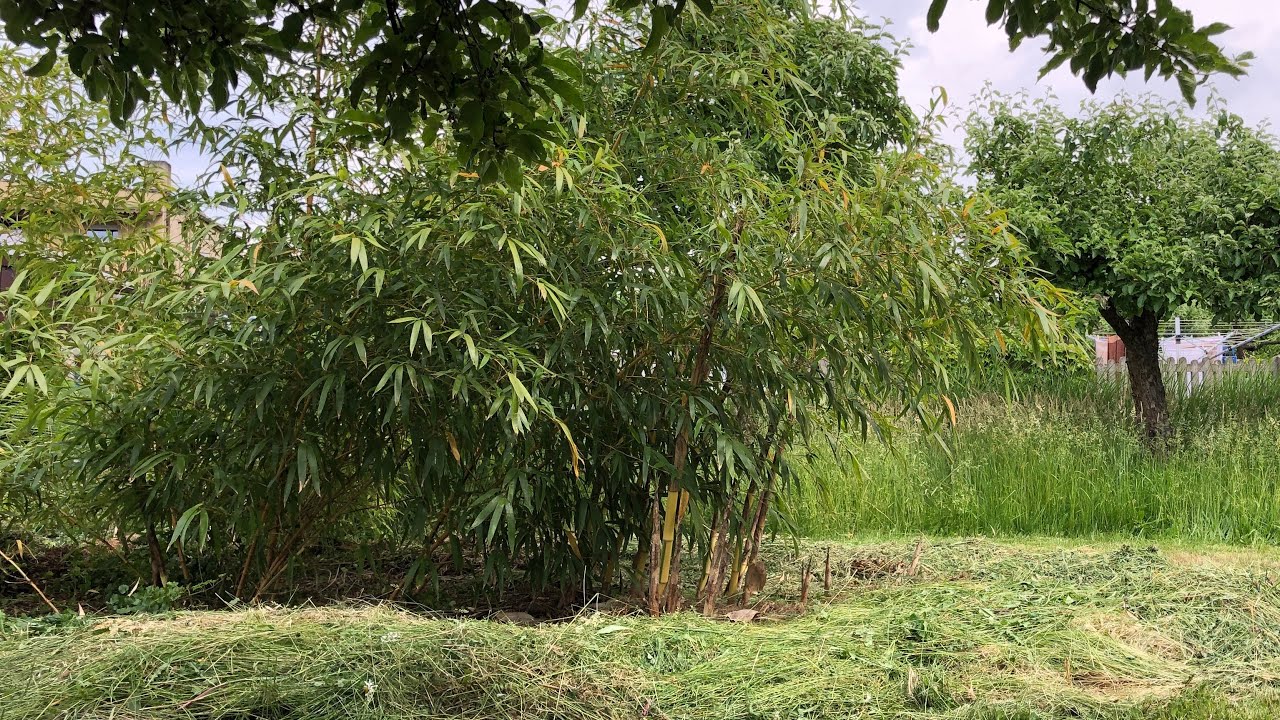 Phyllostachys vivax ‚Huanghwenzu Inversa’