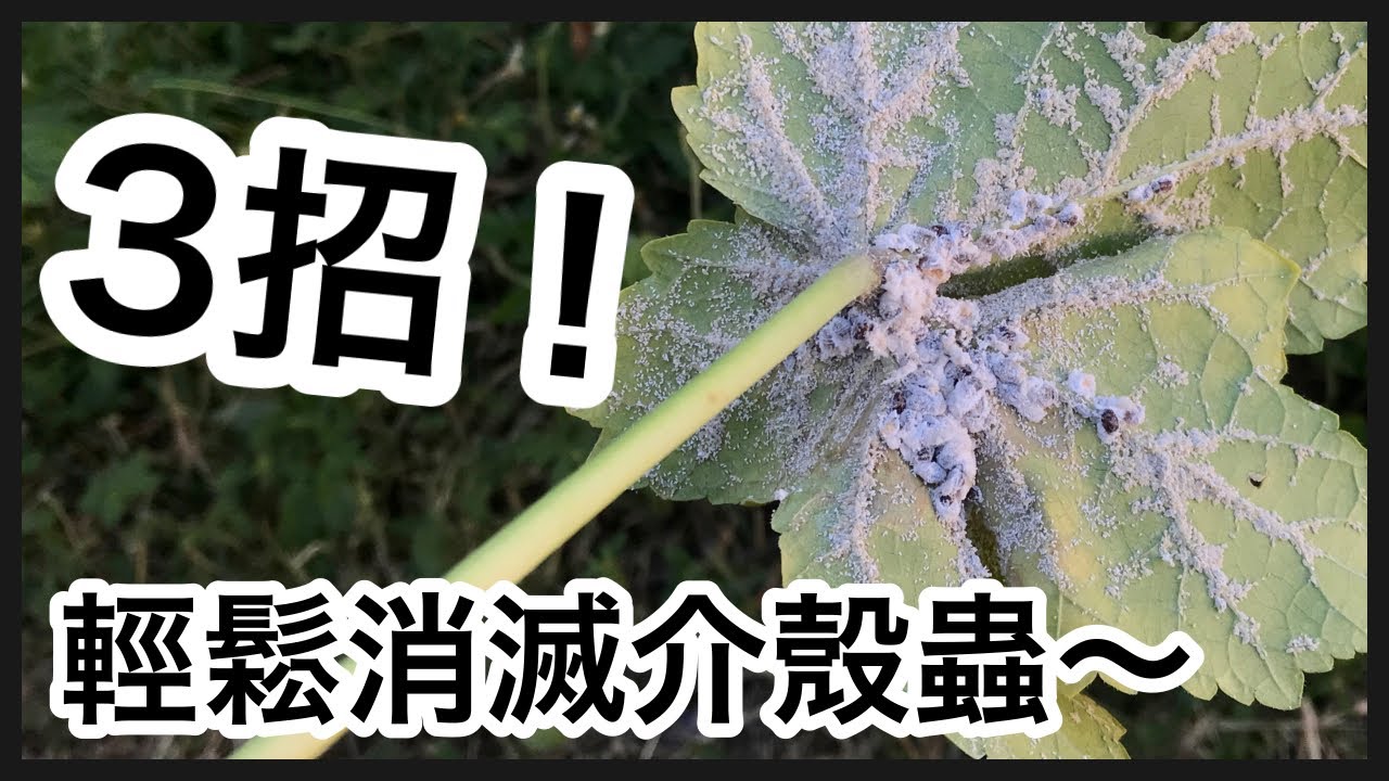 3招方法輕鬆消滅介殼蟲 How to control scale insects
