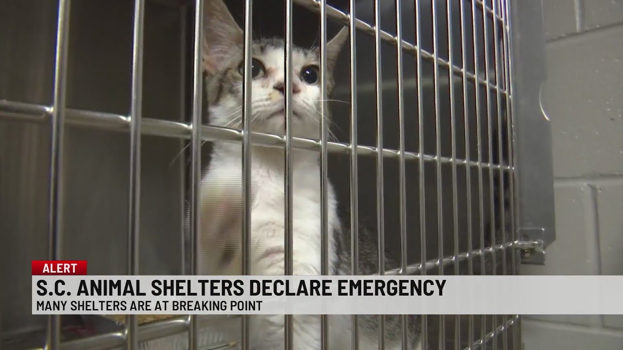 Animal shelters at critical capacity declare state of emergency