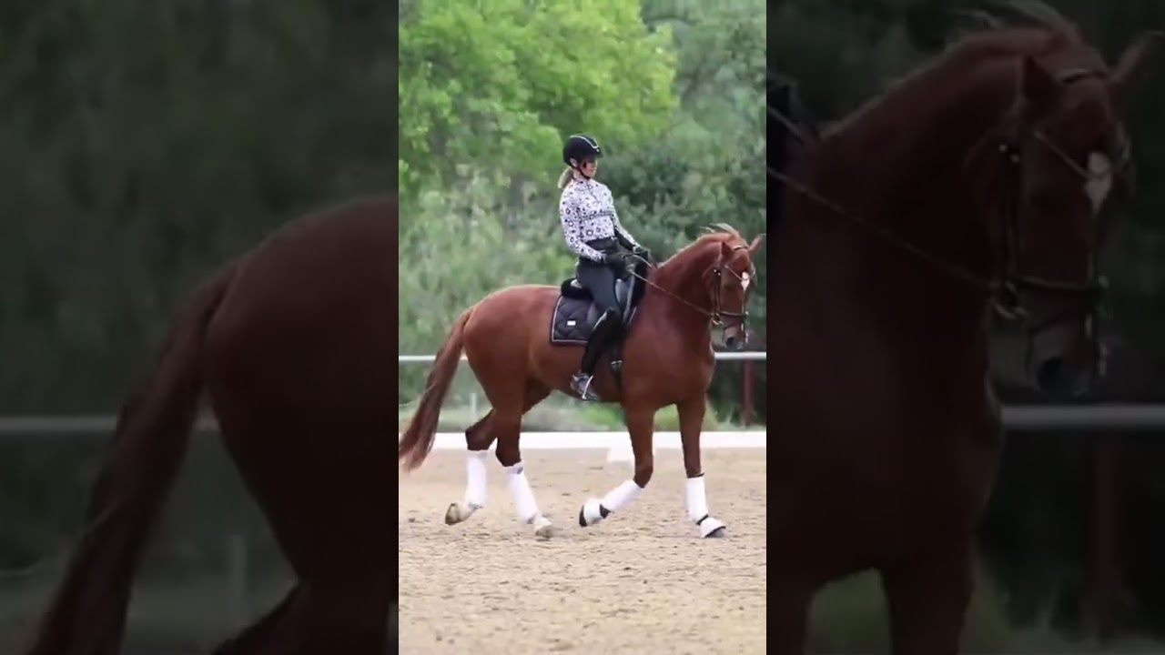 Build your Horse’s Topline 