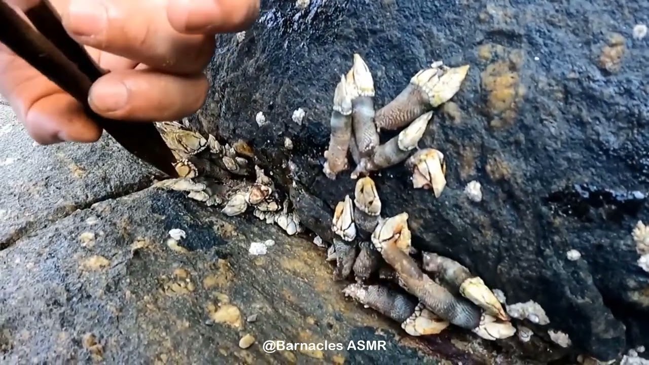 Barnacle ASMR - My daily work at sea (episode 123 )