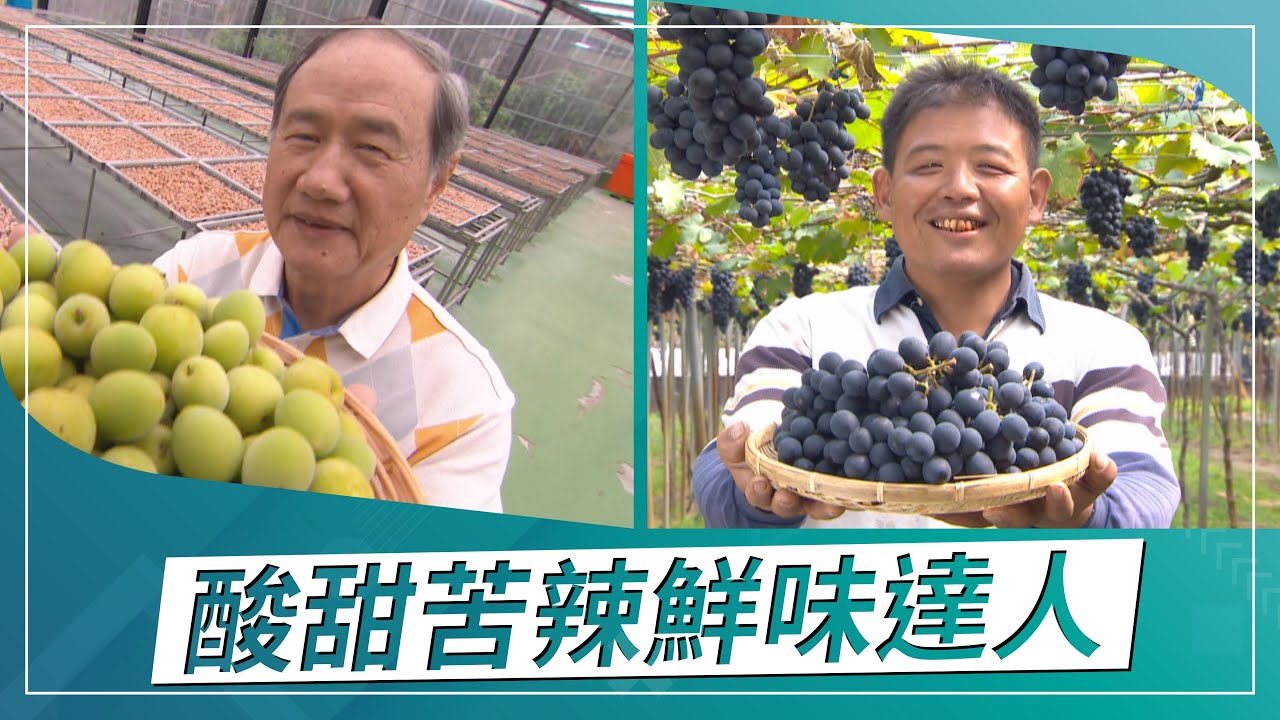 草地狀元-好吃好玩的多味梅VS甩不掉的早春葡萄!!酸甜苦辣鮮味達人(2021.04.05播出)