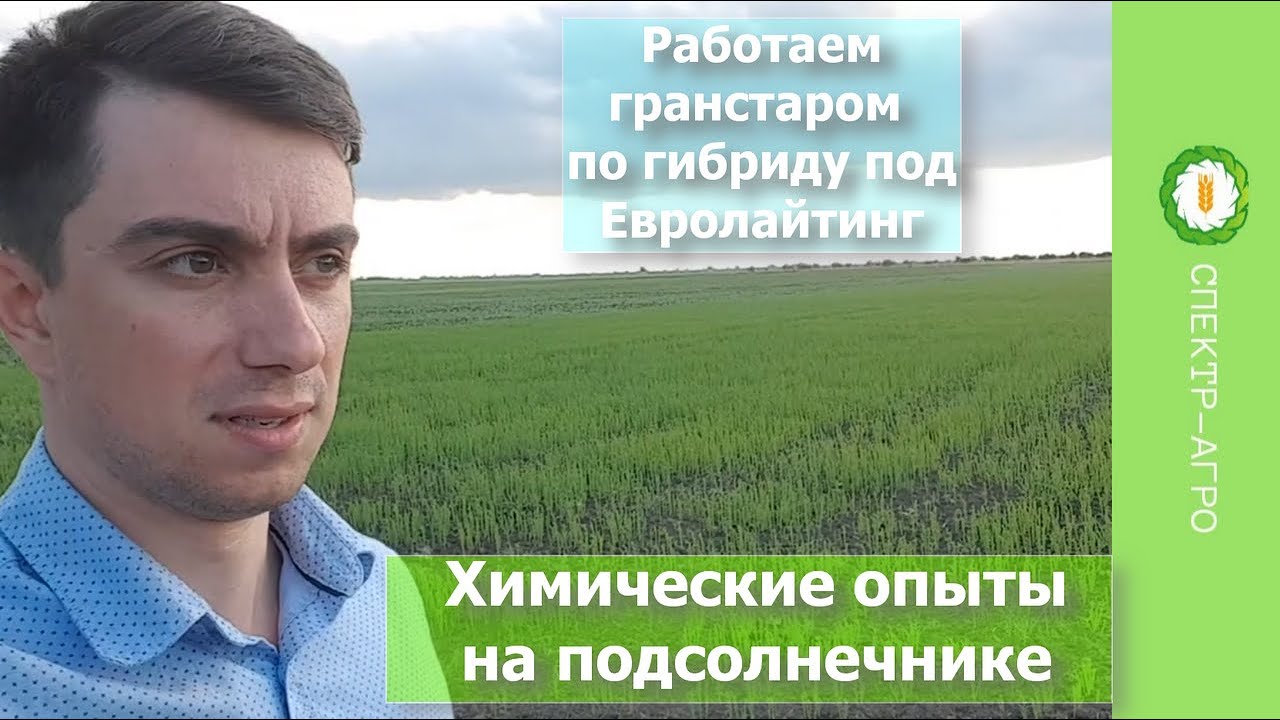 Химические опыты на подсолнечнике. Работаем Гранстаром по гибриду подсолнечника под Евролайтинг.