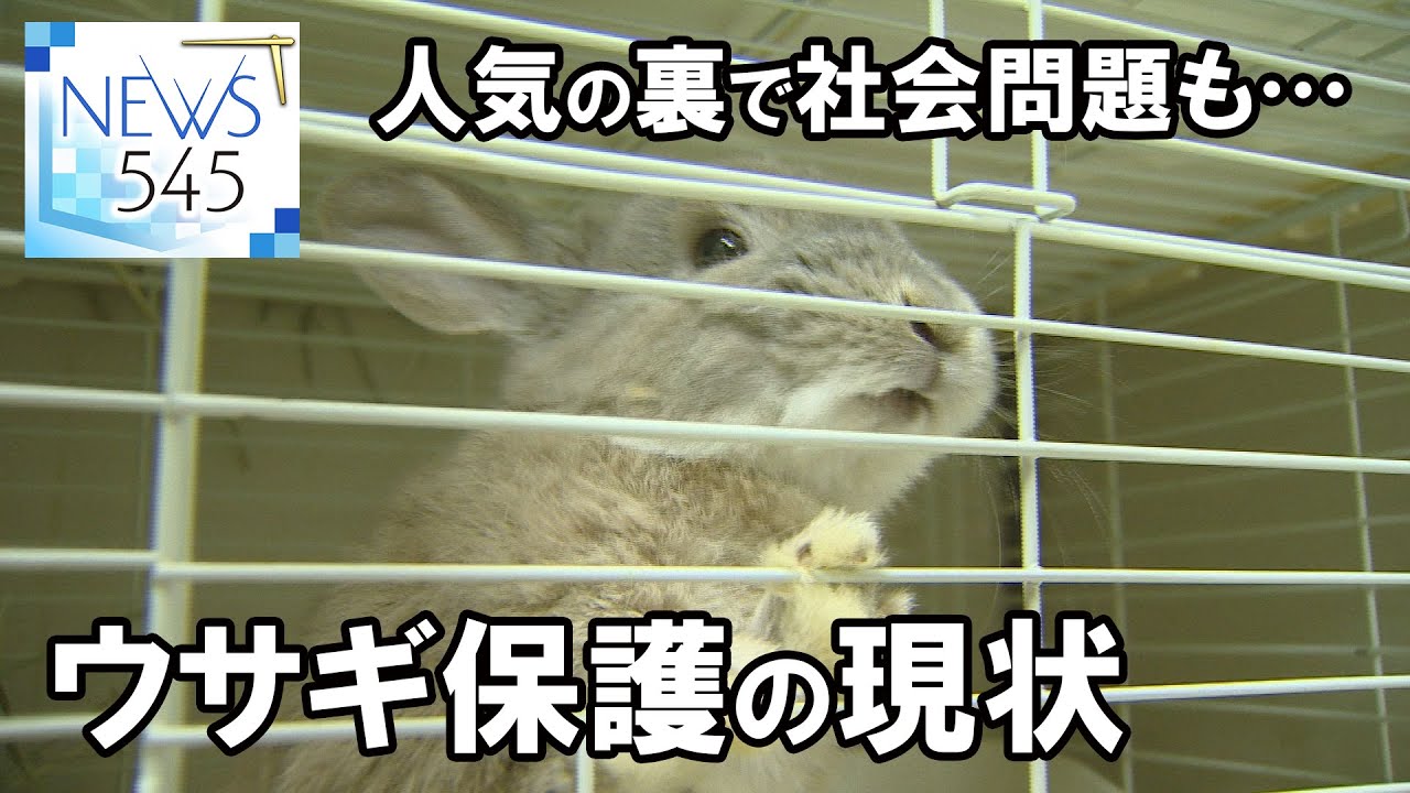 【報道特集】人気の裏で社会問題も…ウサギ保護の現状