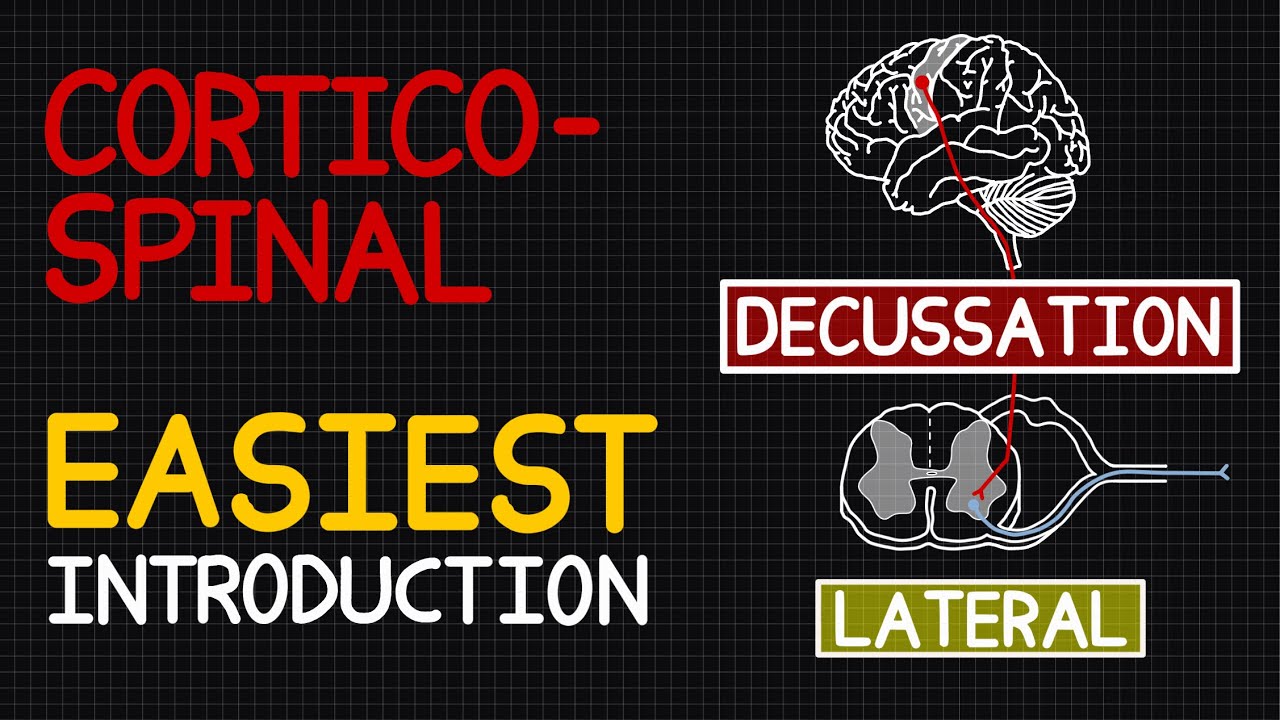 Neuroanatomy | Corticospinal Tracts: Lateral and Anterior Pathways