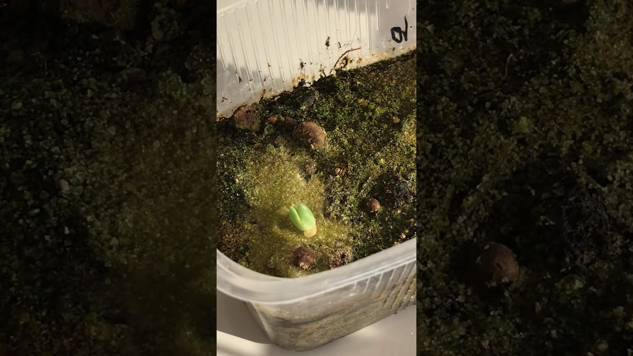 Antimima DUALIS (2 месяца)