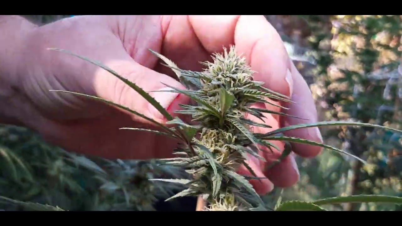 Outdoor Cannabis Grow - Week 3 of Flower