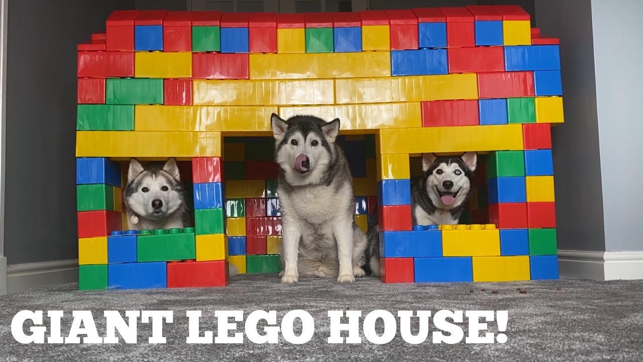 Building A GIANT Lego House For My Huskies & Kids! [BEST REACTION EVER!]