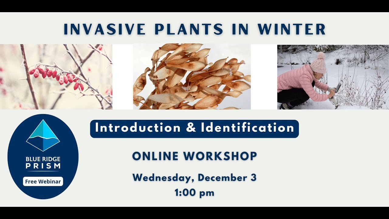 Blue Ridge PRISM Invasive Plants in Winter