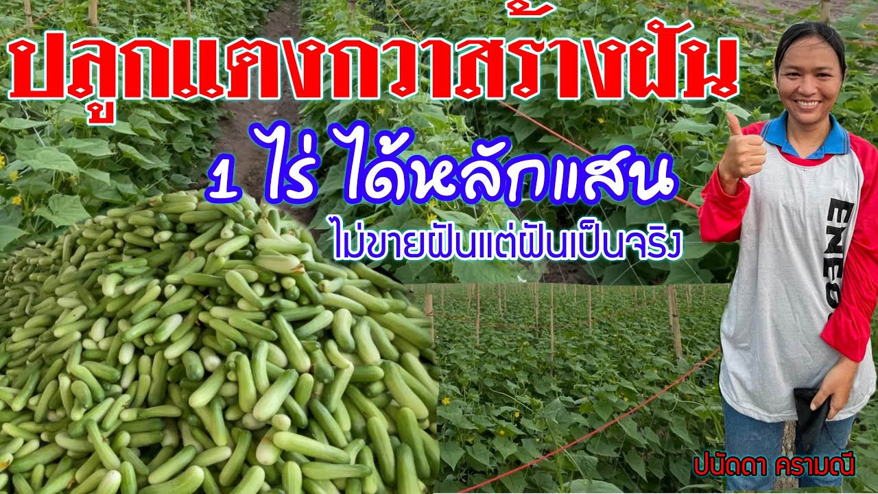 ปลูกแตงกว่า 1 ไร่กว่า พลิกชีวิต รายได้หลักแสนใครต้องการมาดู | เกษตรผสมผสาน | บ่าวยุทธพาจ้วด