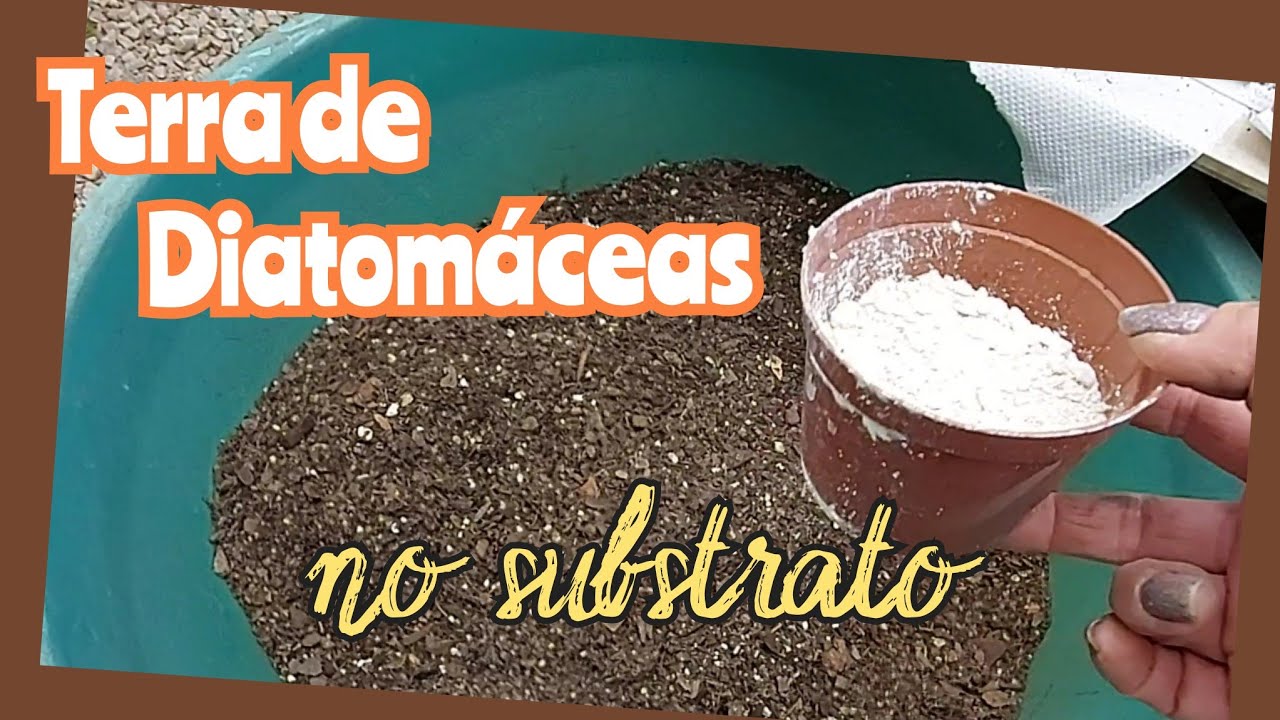 🌿Estou usando a Terra de Diatomáceas no substrato!