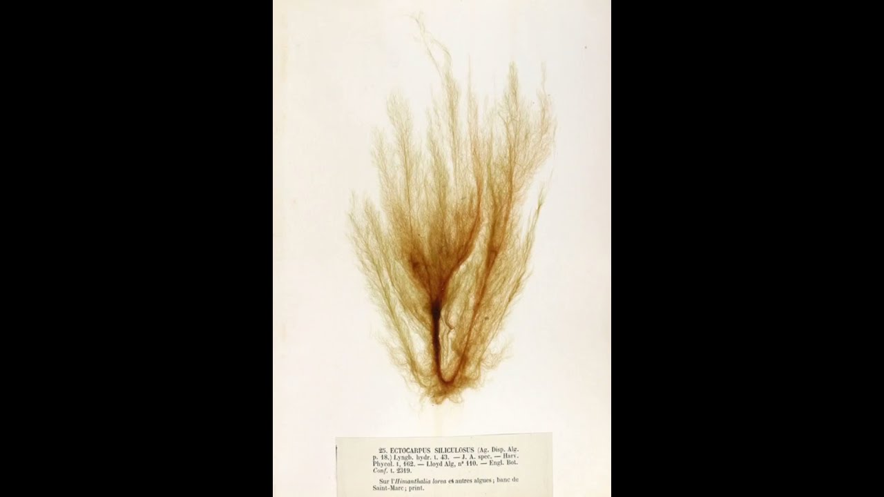 Ectocarpus algae  | Complete Guide: Structure, Life Cycle & Classification | Bio Insight with siddhi