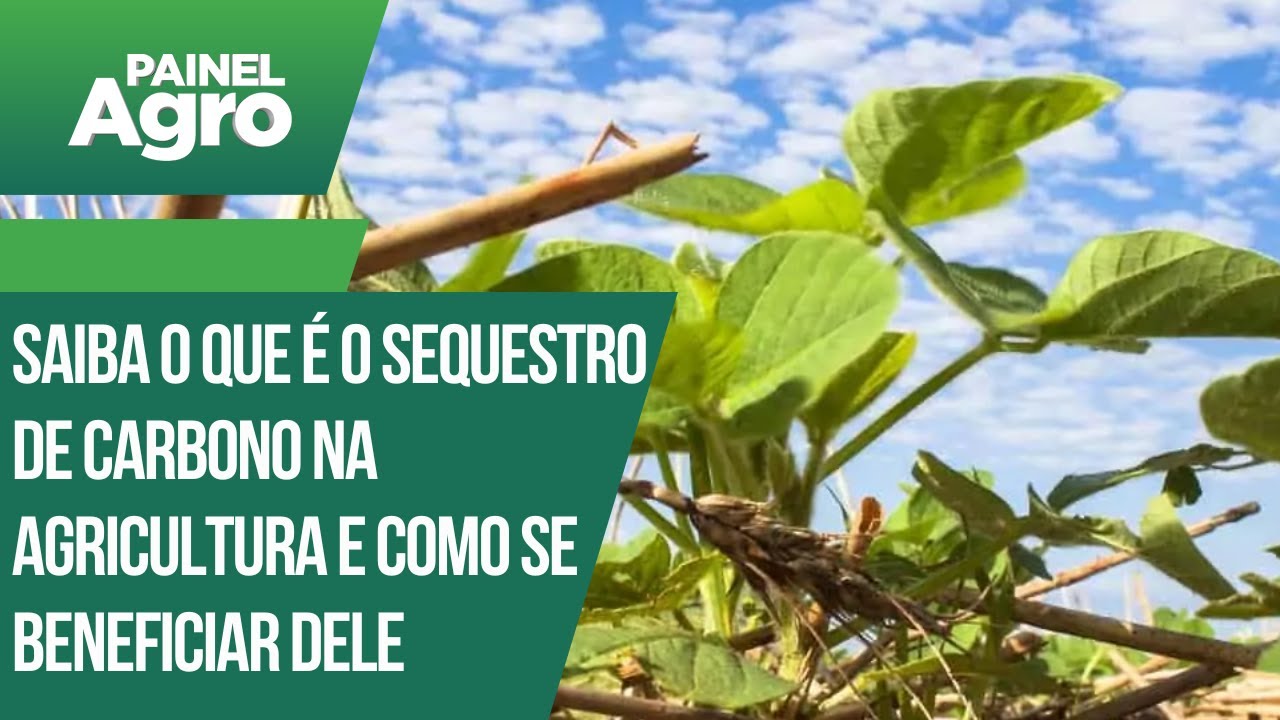 Saiba o que é o sequestro de carbono na agricultura e como se beneficiar dele