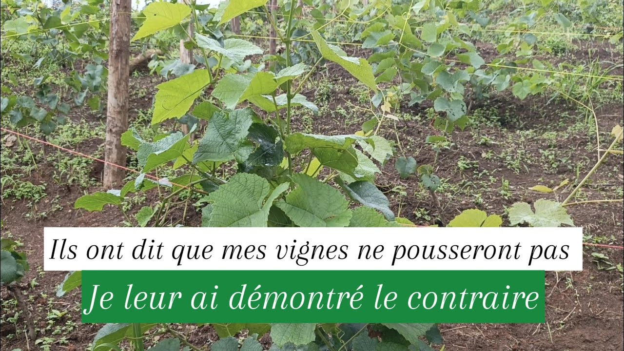Voici comment les  raisins 🍇poussent au Cameroun