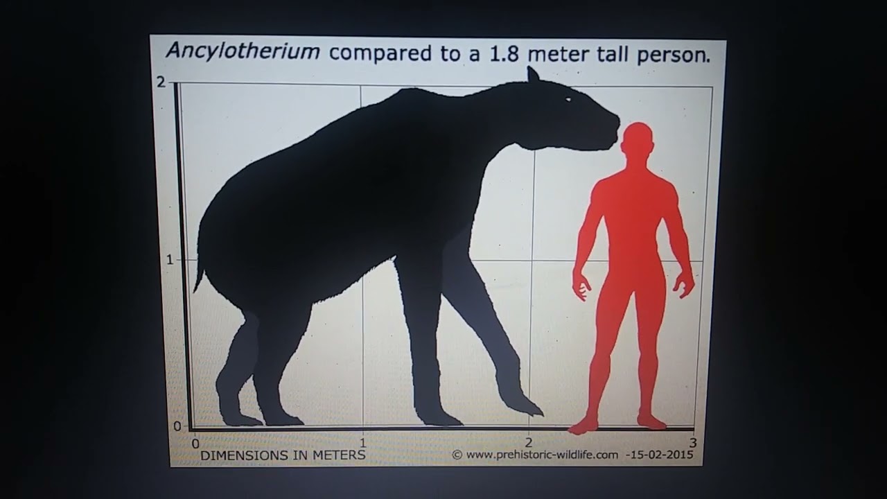 Largest chalicotheres
