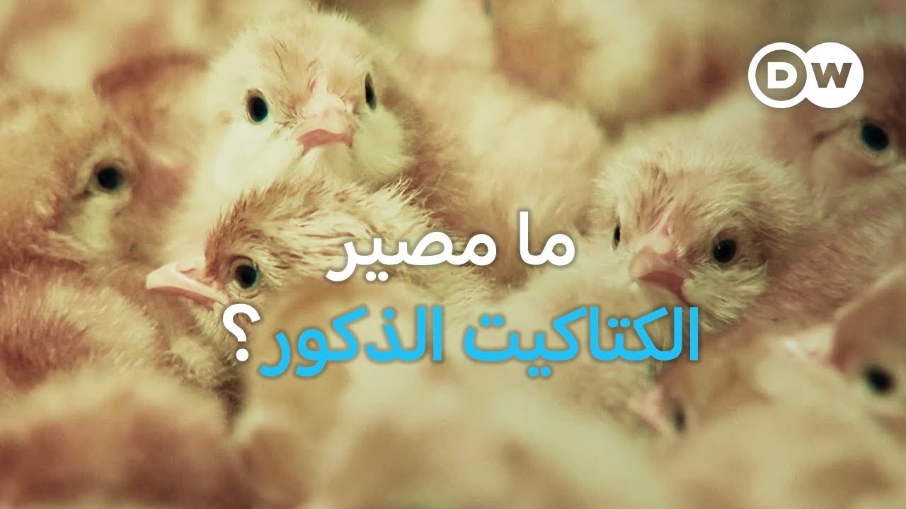 وثائقي | ضحايا صناعة اللحوم - تبعات حظر ألمانيا قتل الكتاكيت الذكور | وثائقية دي دبليو
