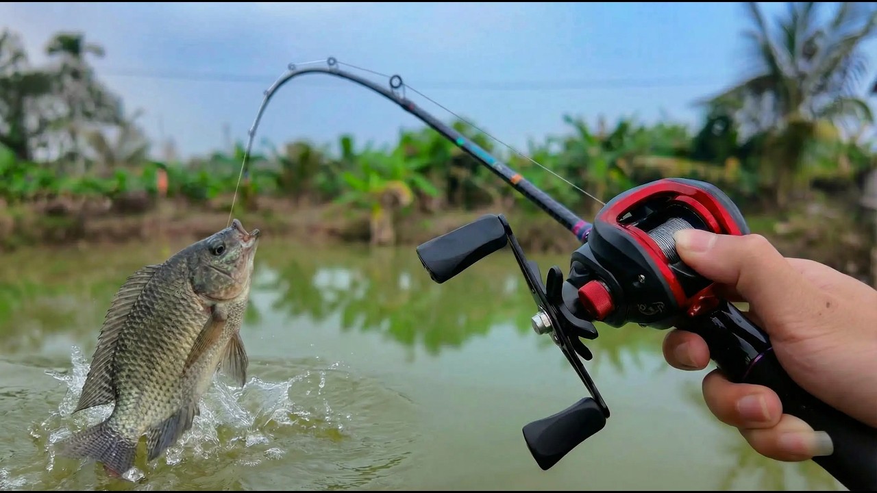 Thử Mua Combo Cần Lure Máy Ngang Giá Rẻ Trên Mạng