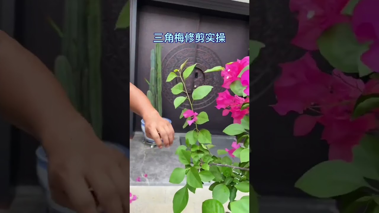 种植小技巧 园艺生活 爱花爱生活 三角梅修剪实操