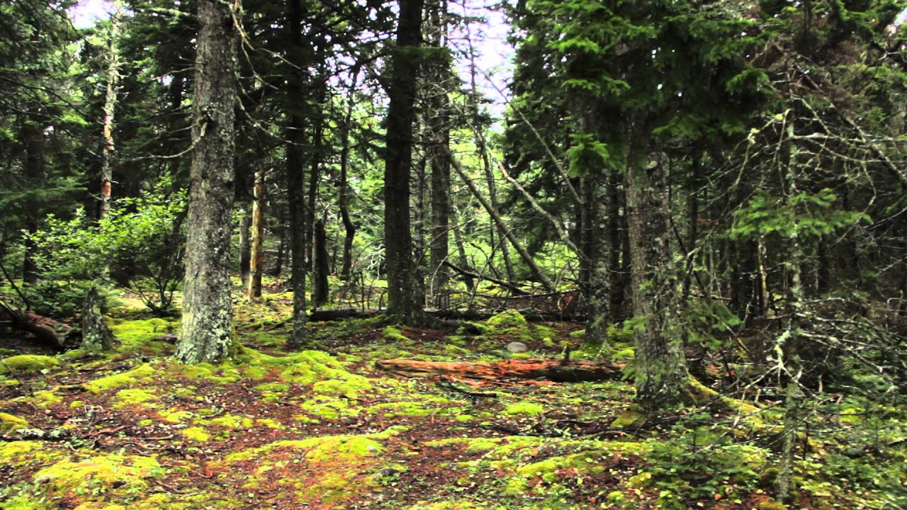 Forest Steady Shot (1920x1080, 24fps) Free Creative Commons YouTube Stock Footage