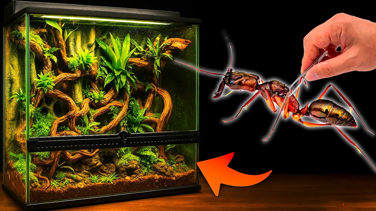 J’ai Créé une Mini-Jungle pour mes Fourmis… et Tout a DÉRAPÉ