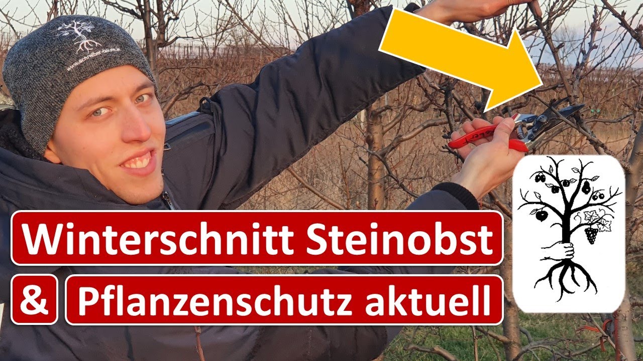Obstgarten im Februar - Winterschnitt bei Zwetschke, Nektarine, Pfirsich, Kräuselkrankheit bekämpfen