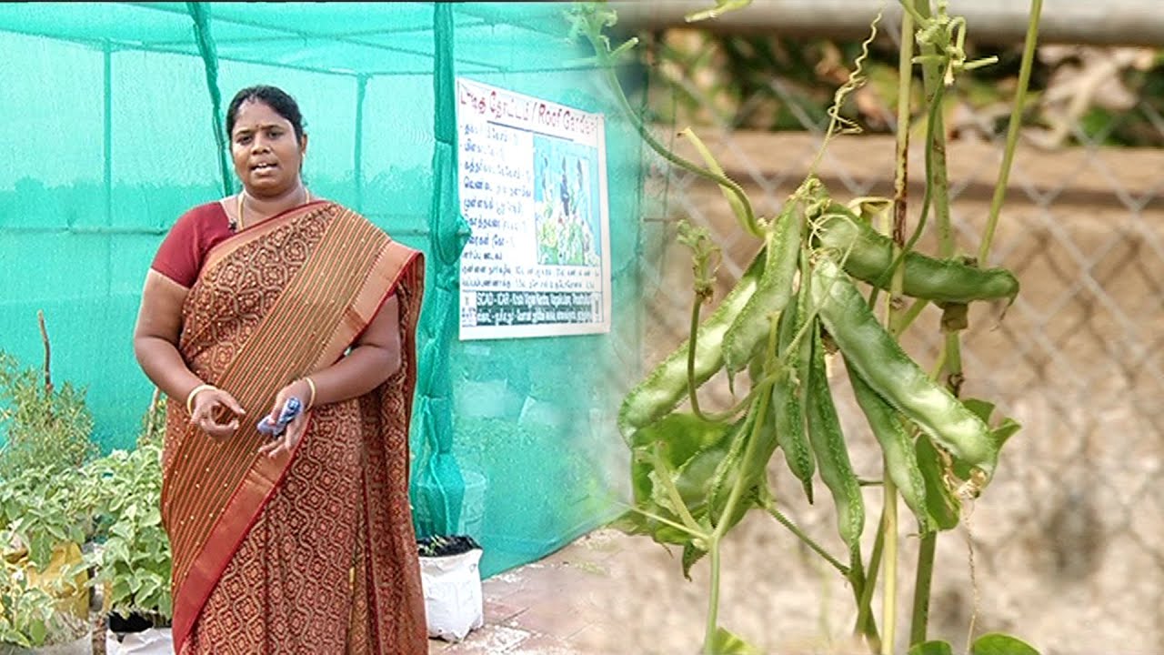 ஊட்டச்சத்து நிறைந்த பொருட்களை வீட்டு தோட்டத்தில் உற்பத்தி செய்வது எப்படி ? | Malarum Bhoomi