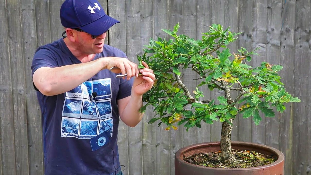 40+ year old oak bonsai full of acorns