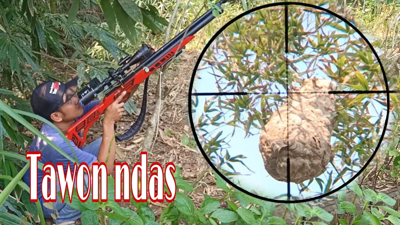Berburu tawon ndas