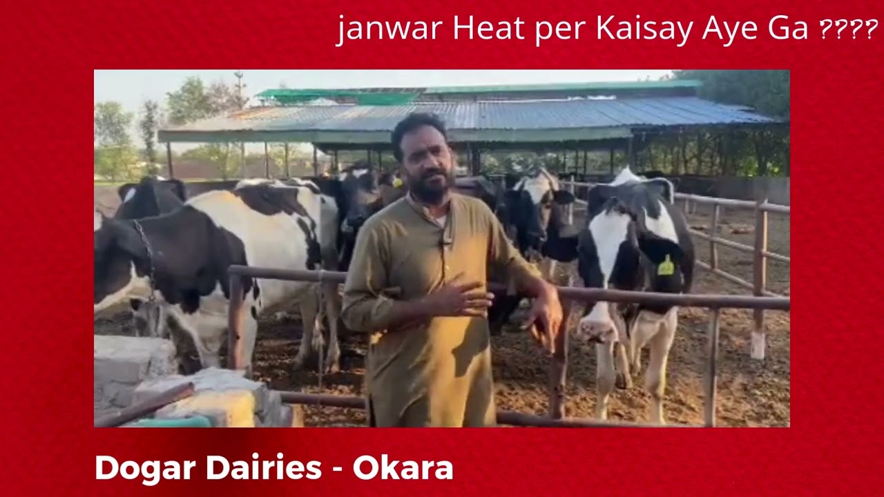 How Animals Go Into Heat? Complete Guide | جانور کو ہیٹ کیسے آتی ہے؟ مکمل گائیڈ