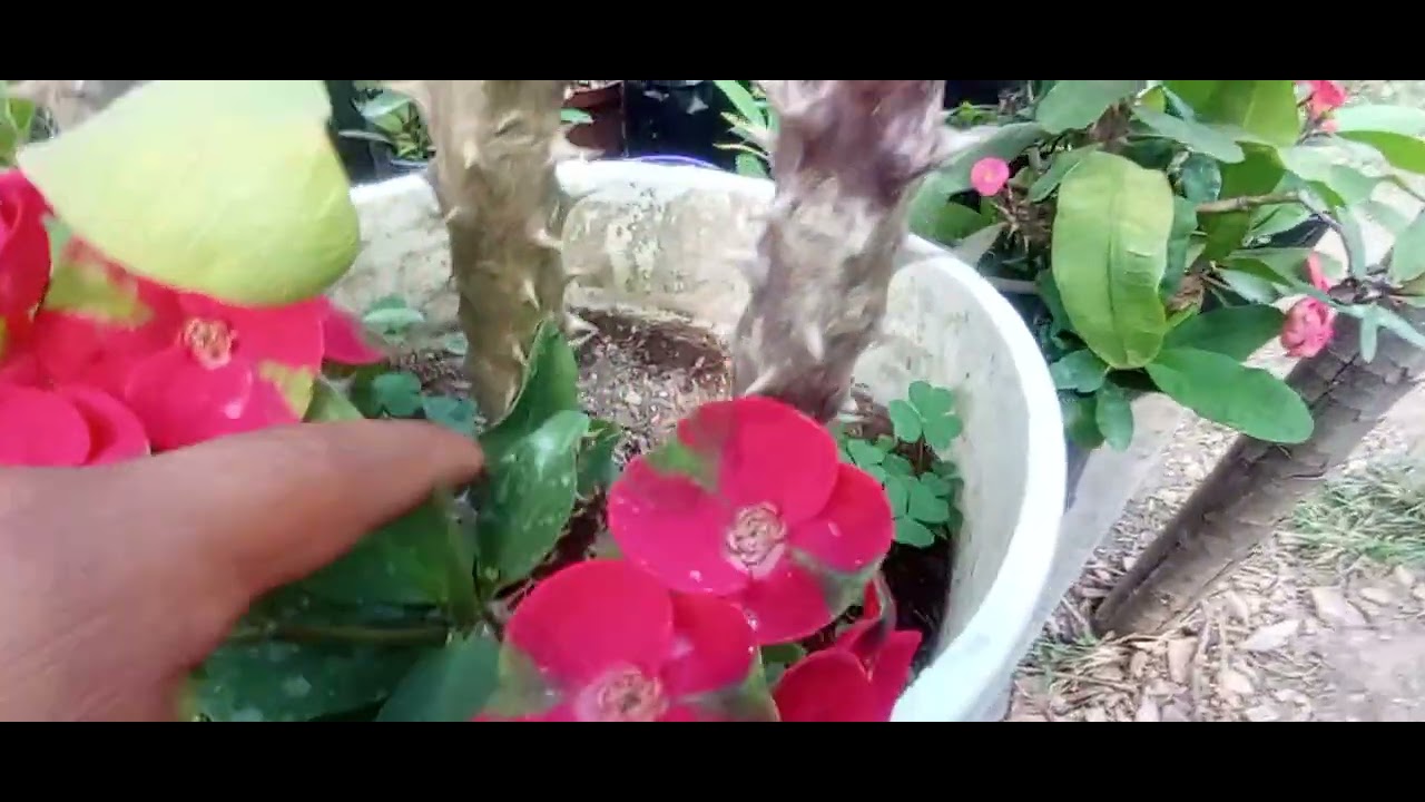 Como es la Corona de Cristo millonaria o sandía floración 