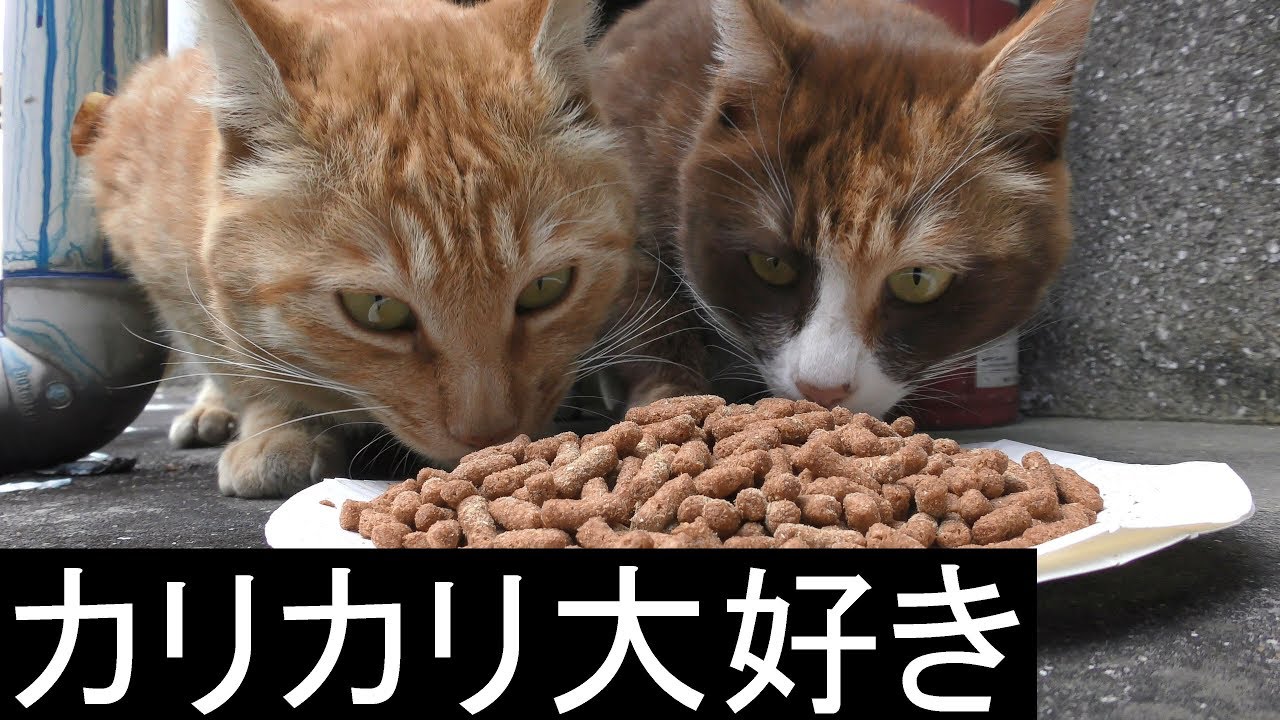 【可愛い】野良猫、カリカリをモリモリたべる、いい音たてますね、茶猫は妊娠してるみたいです