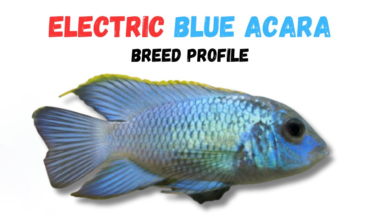 Electric Blue Acara Fish Care Guide | Tank Setup Feeding Compatibility & Lifespan