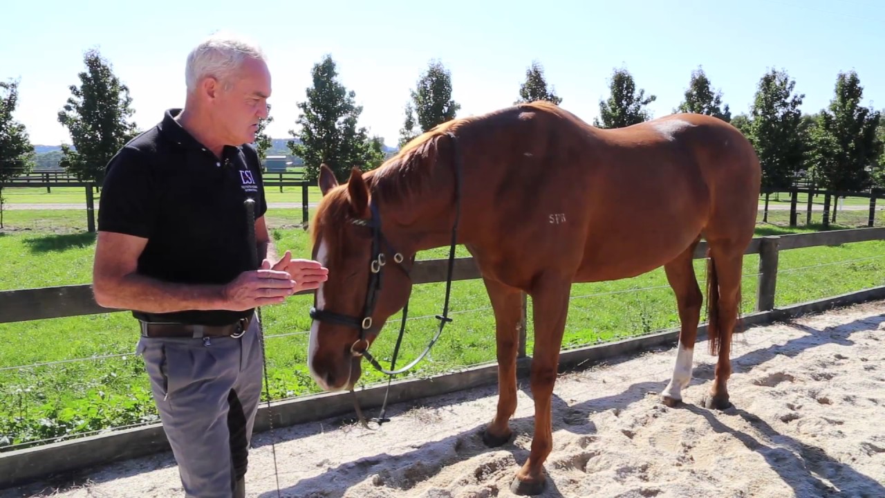 Training horse voice commands with Andrew McLean