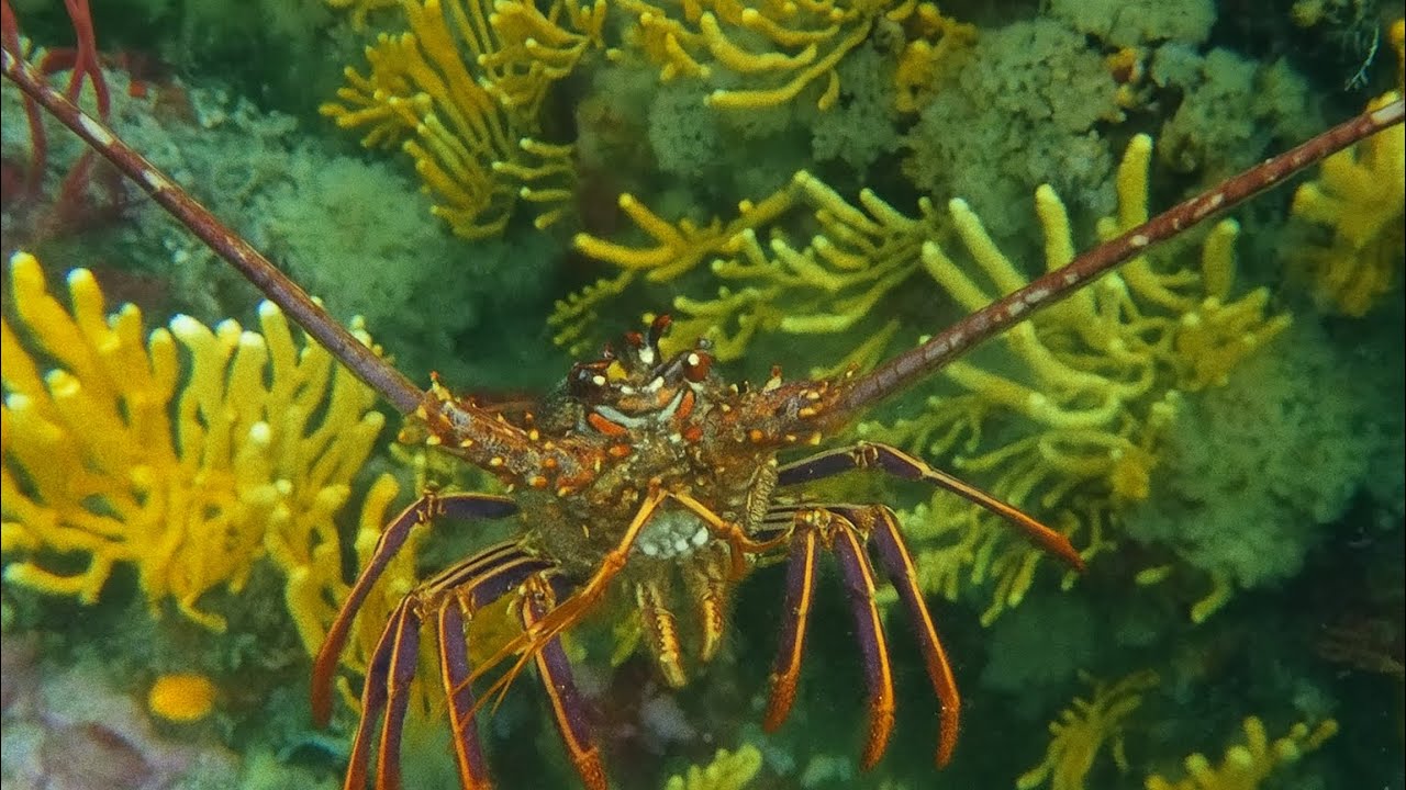 Diving Hermanus, South Africa